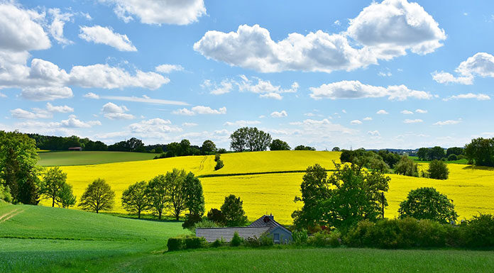 Usuwanie chwastów pnących w uprawach rolnych