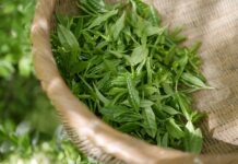 Co to jest zielona biotechnologia? Co to jest zielona biotechnologia?