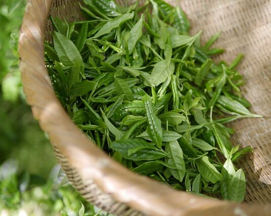 Co to jest zielona biotechnologia?