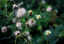 Co chłopcy dziedziczą po matce? Co chłopcy dziedziczą po matce?