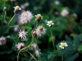 Co chłopcy dziedziczą po matce?