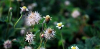 Co chłopcy dziedziczą po matce?