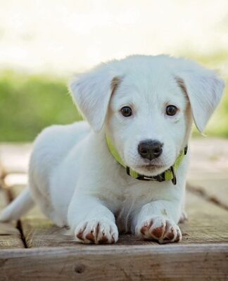 Jak oduczyć psa złych zachowań?