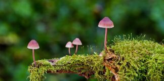 Jakie są rodzaje blogów?