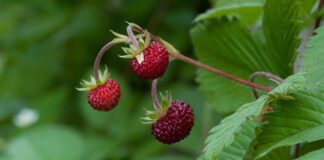 Jak się przywitać z klientem? Jak się przywitać z klientem?