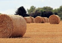 Jakie są rolę w zespole?