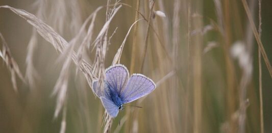 Co to znaczy B to C?