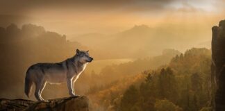 Jak wygląda proces tworzenia strategii?