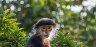 Ile jest rodzajów inteligencji?