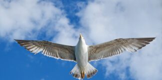 Co to jest KV w marketingu? Co to jest KV w marketingu?