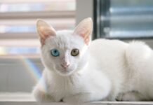 Na czym polega więź emocjonalna?