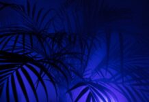 Co to jest PP w liceum?