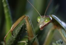 Jak zdobyć obserwacje na ig?