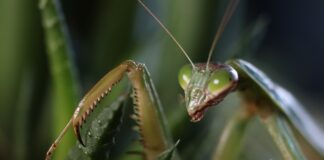 Jak zdobyć obserwacje na ig? Jak zdobyć obserwacje na ig?