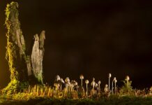 Jakie są rodzaje zespołów?