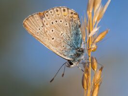 Co to jest biologia stosowana?