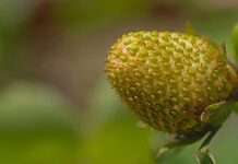 Kiedy osiąga się dojrzałość psychiczna? Kiedy osiąga się dojrzałość psychiczna?