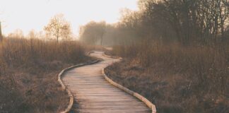 Jak zbudować ścieżkę kariery?