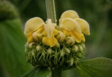 Co to brand identity?