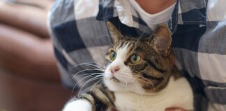 Czy pracodawca musi wdrożyć pracę zdalną? Czy pracodawca musi wdrożyć pracę zdalną?