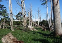 Od czego kurczy się mozg?